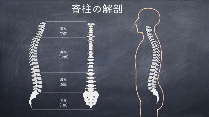 脊柱の解剖